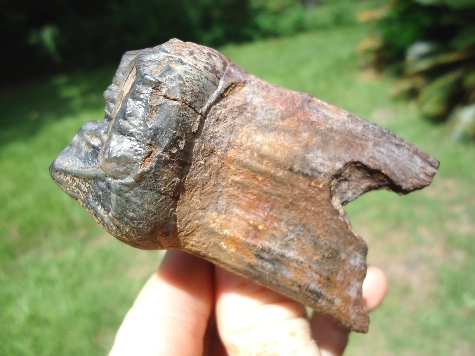 Large image 4 World Class Fully Rooted Juvenile Mastodon Tooth