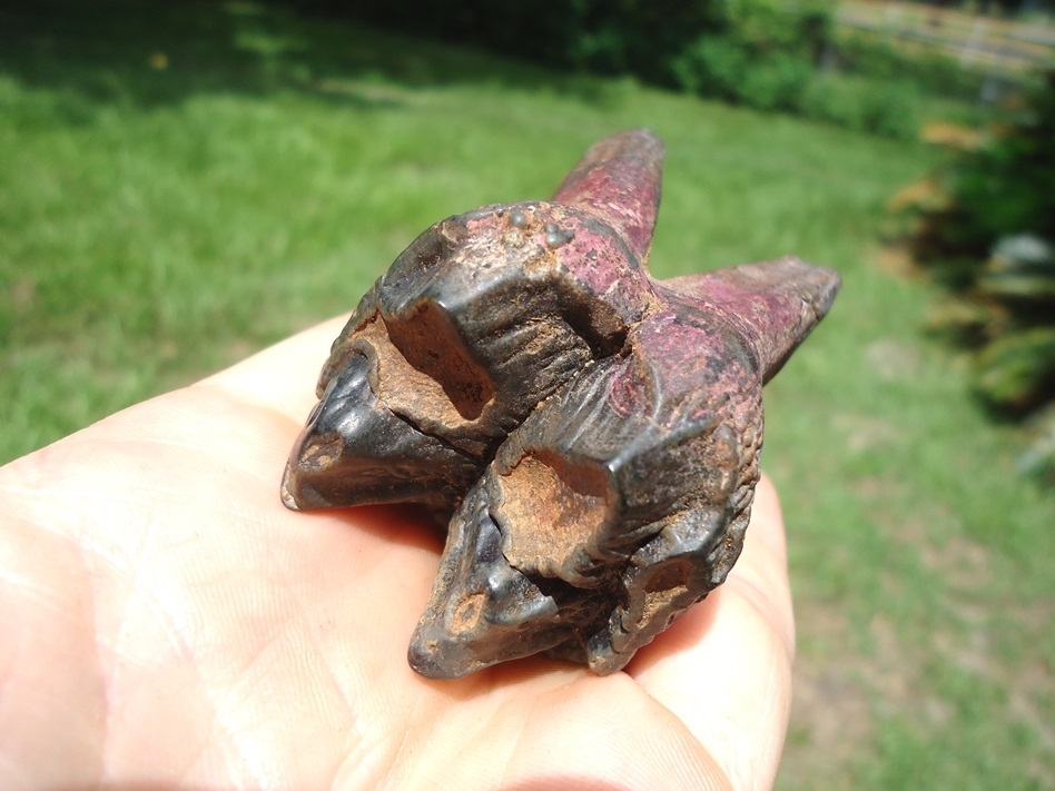 Large image 6 World Class Fully Rooted Juvenile Mastodon Tooth