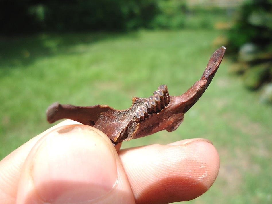 Large image 2 Uncommon Round Tail Muskrat Mandible