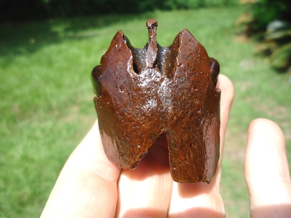 Large image 3 Awesome Tapir Premaxilla with Two Canines Intact