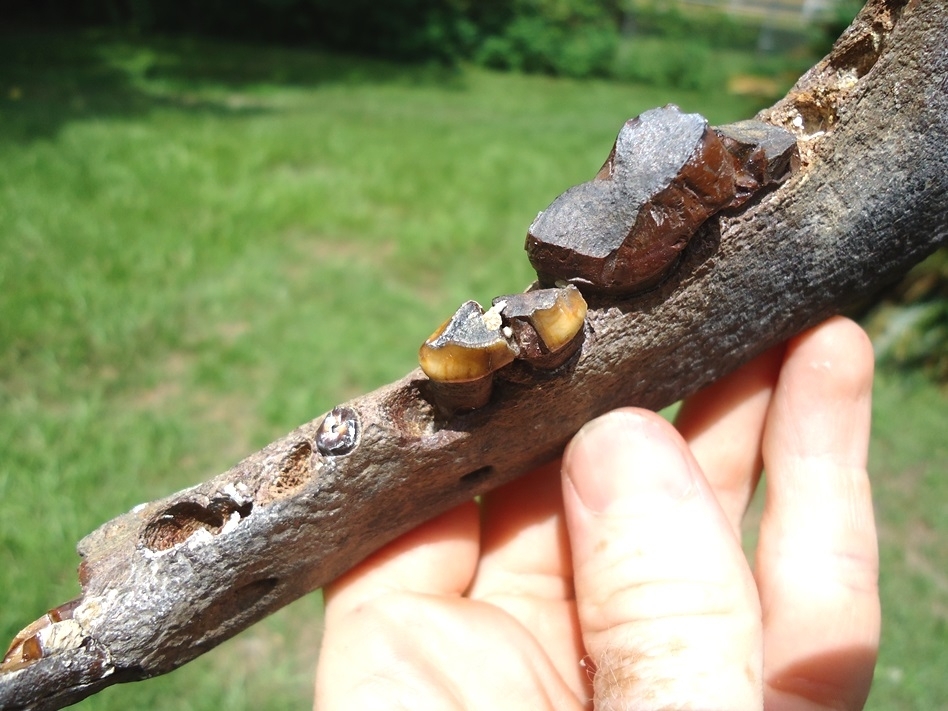 Large image 4 Excellent Dire Wolf Mandible