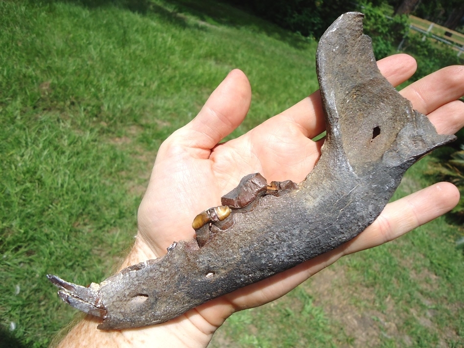 Large image 5 Excellent Dire Wolf Mandible