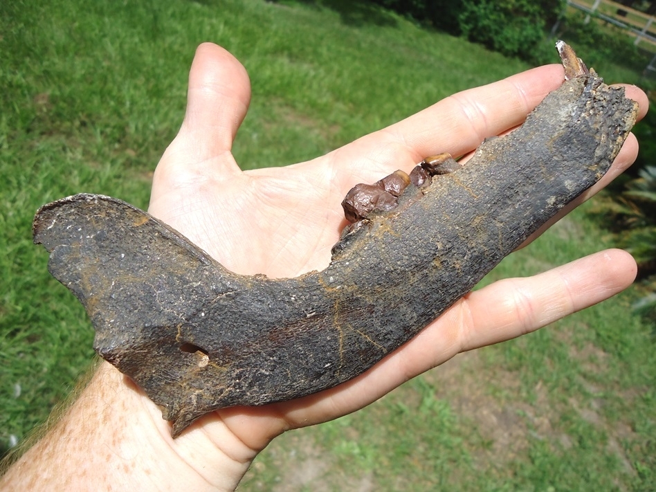 Large image 6 Excellent Dire Wolf Mandible