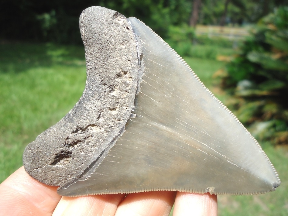 Large image 1 3.28' Megalodon Shark Tooth