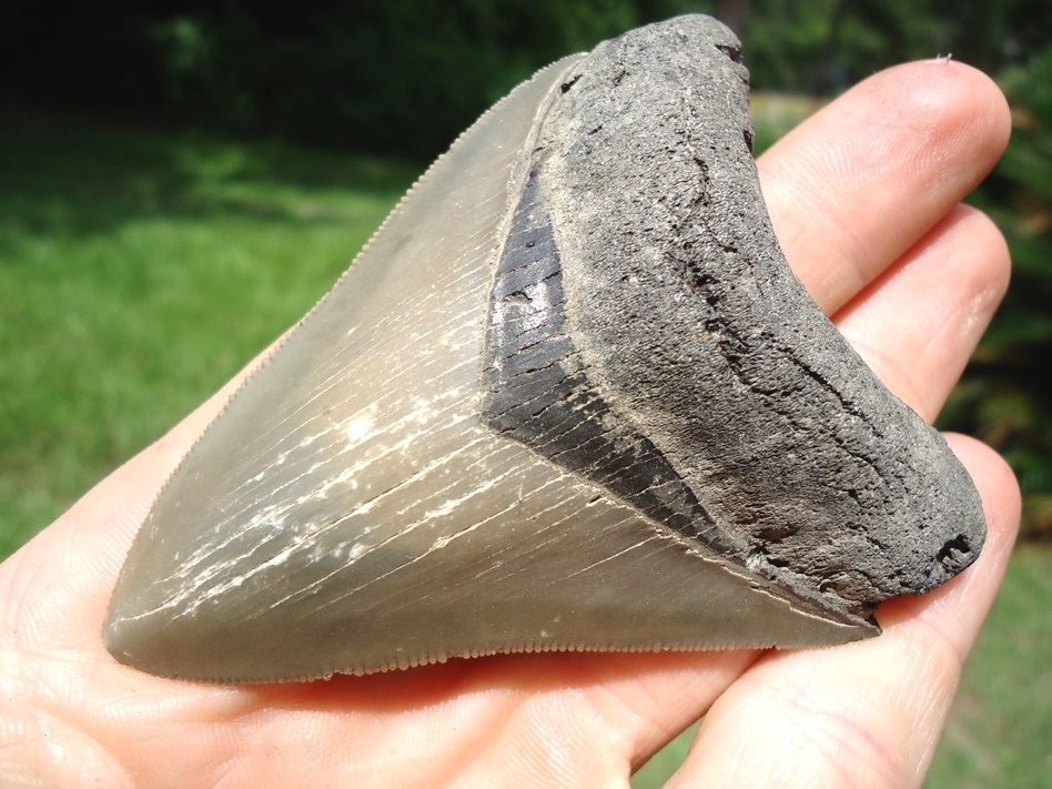 Large image 2 3.28' Megalodon Shark Tooth
