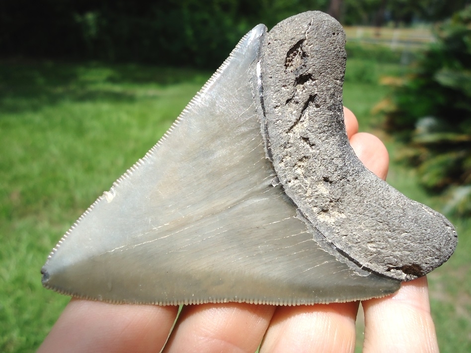 Large image 3 3.28' Megalodon Shark Tooth