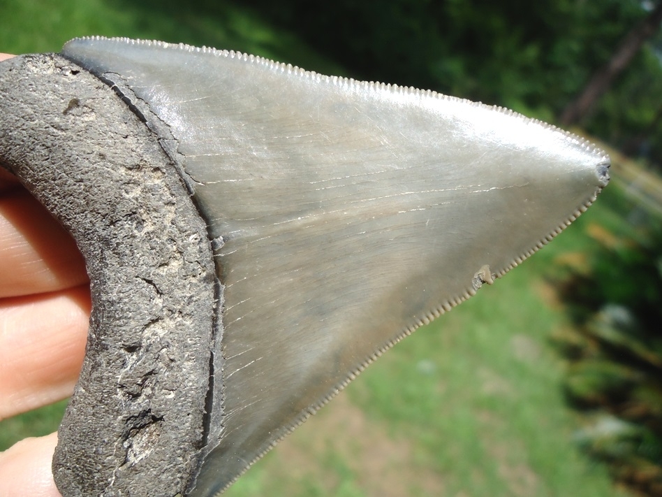 Large image 4 3.28' Megalodon Shark Tooth