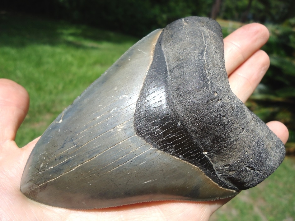 Large image 2 Large 4.99' Megalodon Shark Tooth