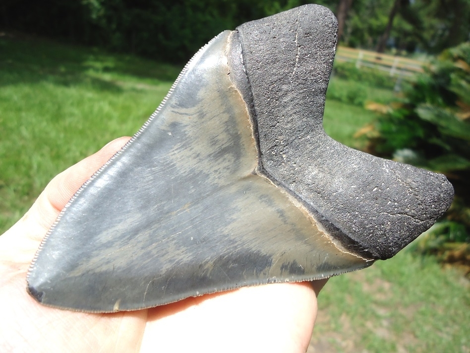 Large image 3 Large 4.99' Megalodon Shark Tooth