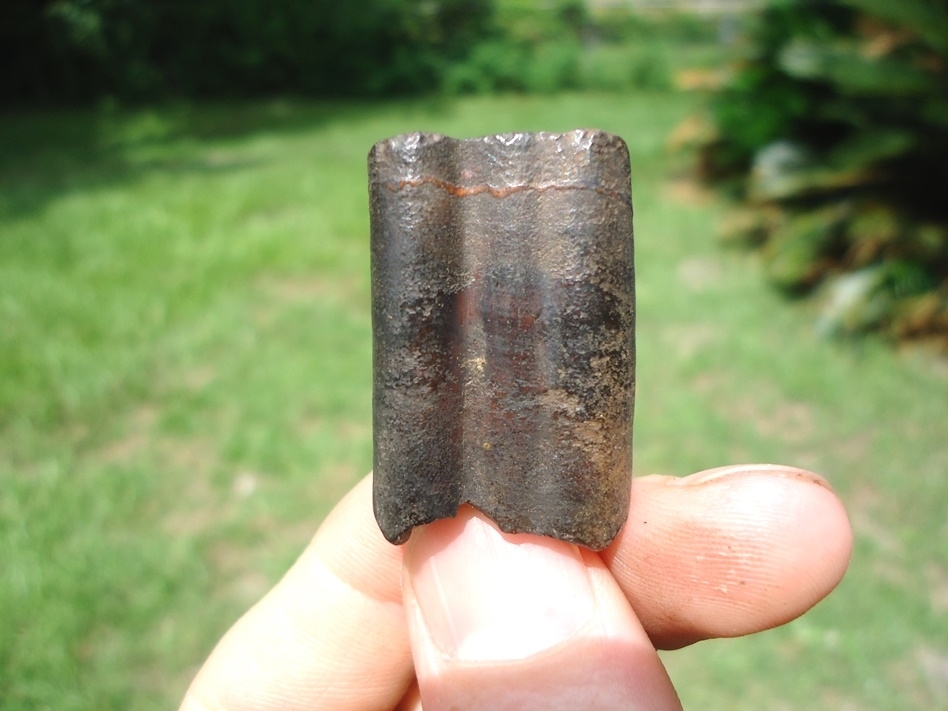 Large image 1 Choice Giant Armadillo Tooth