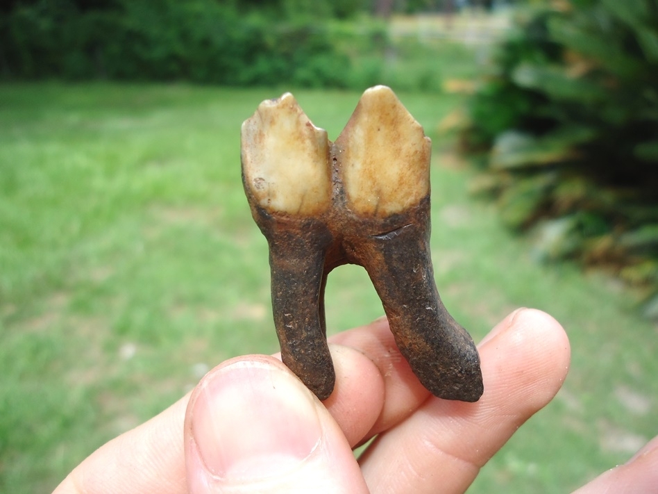 Large image 1 Stunning Fully Rooted Orange Camel Molar