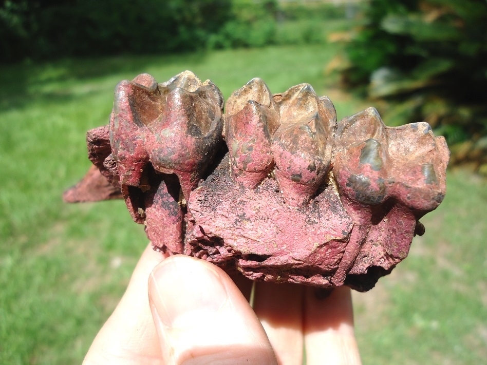 Large image 1 Nice Section of Tapir Maxilla with Three Molars Intact