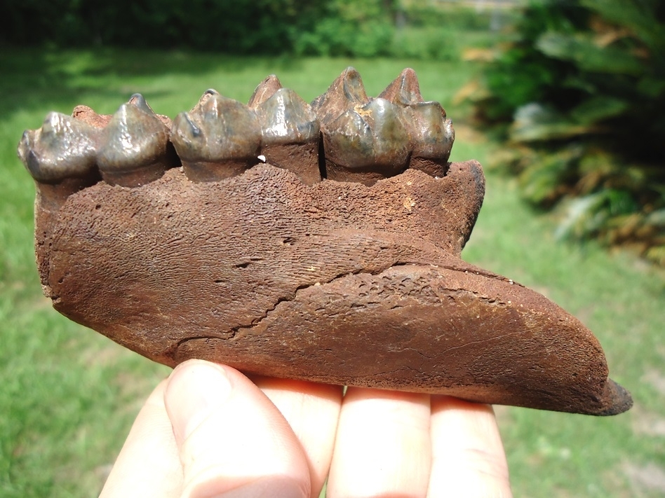 Large image 2 Nice Section of Tapir Maxilla with Three Molars Intact