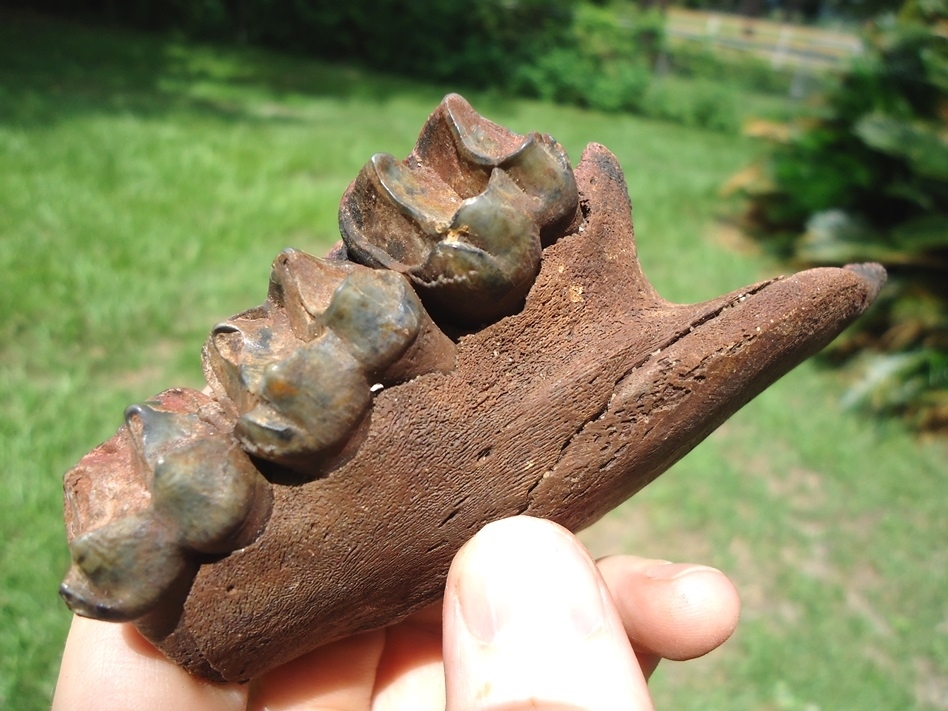 Large image 3 Nice Section of Tapir Maxilla with Three Molars Intact