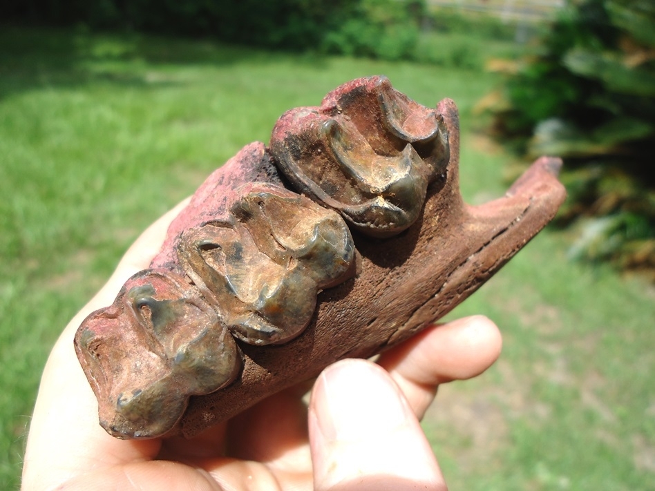 Large image 4 Nice Section of Tapir Maxilla with Three Molars Intact