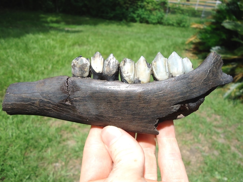 Large image 1 Excellent Llama Mandible with Four Teeth