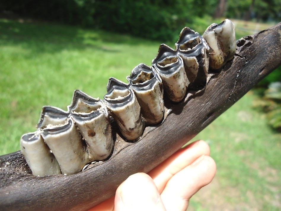 Large image 2 Excellent Llama Mandible with Four Teeth