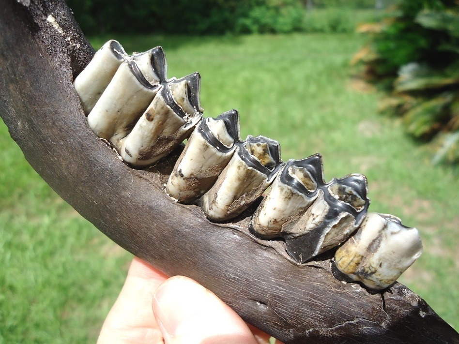 Large image 3 Excellent Llama Mandible with Four Teeth