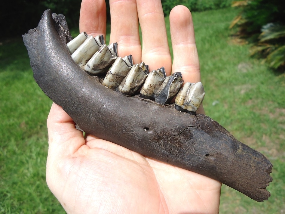 Large image 4 Excellent Llama Mandible with Four Teeth