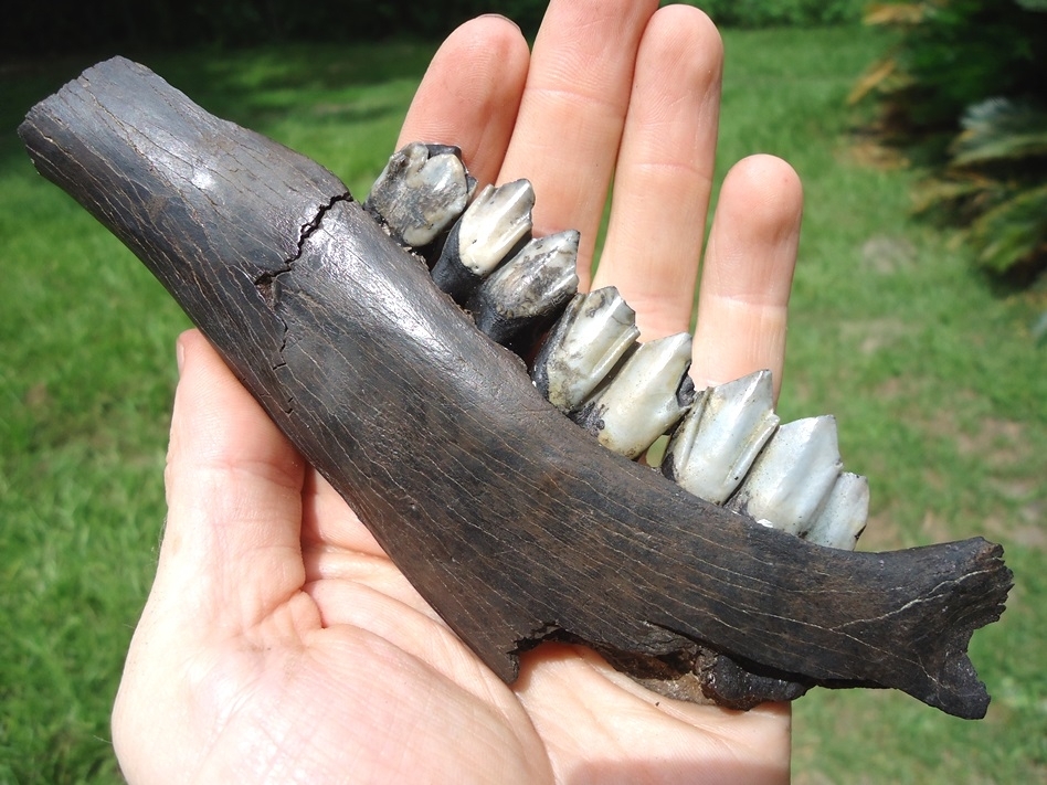 Large image 5 Excellent Llama Mandible with Four Teeth