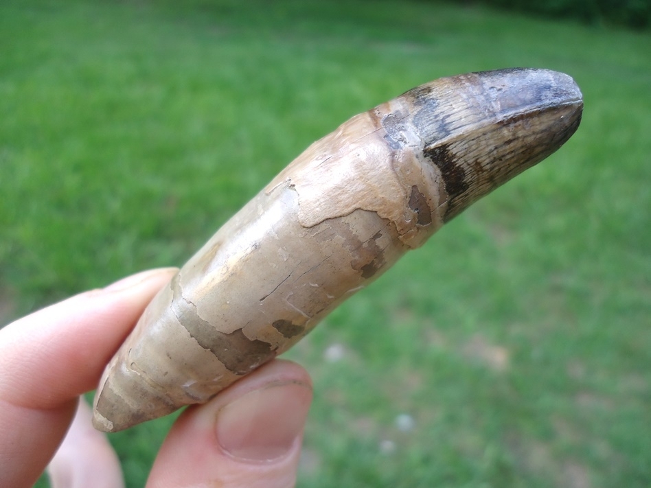 Large image 3 Massive 2 15/16' Fully Rooted Alligator Tooth