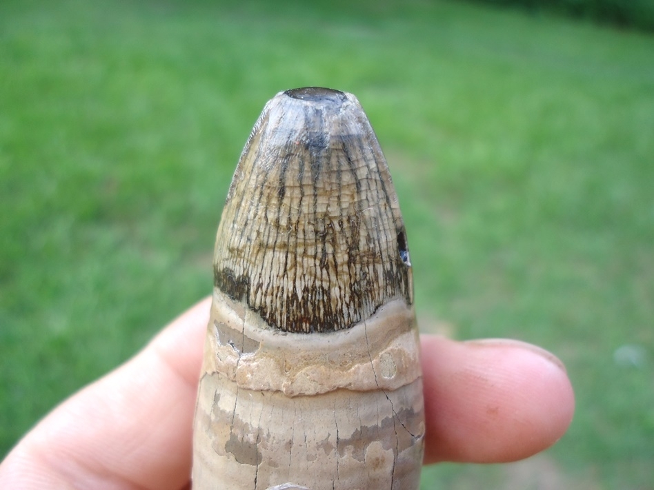 Large image 4 Massive 2 15/16' Fully Rooted Alligator Tooth