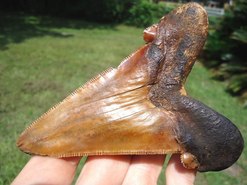 Large image 1 Monstrous 3.98' Orange Auriculatus Shark Tooth