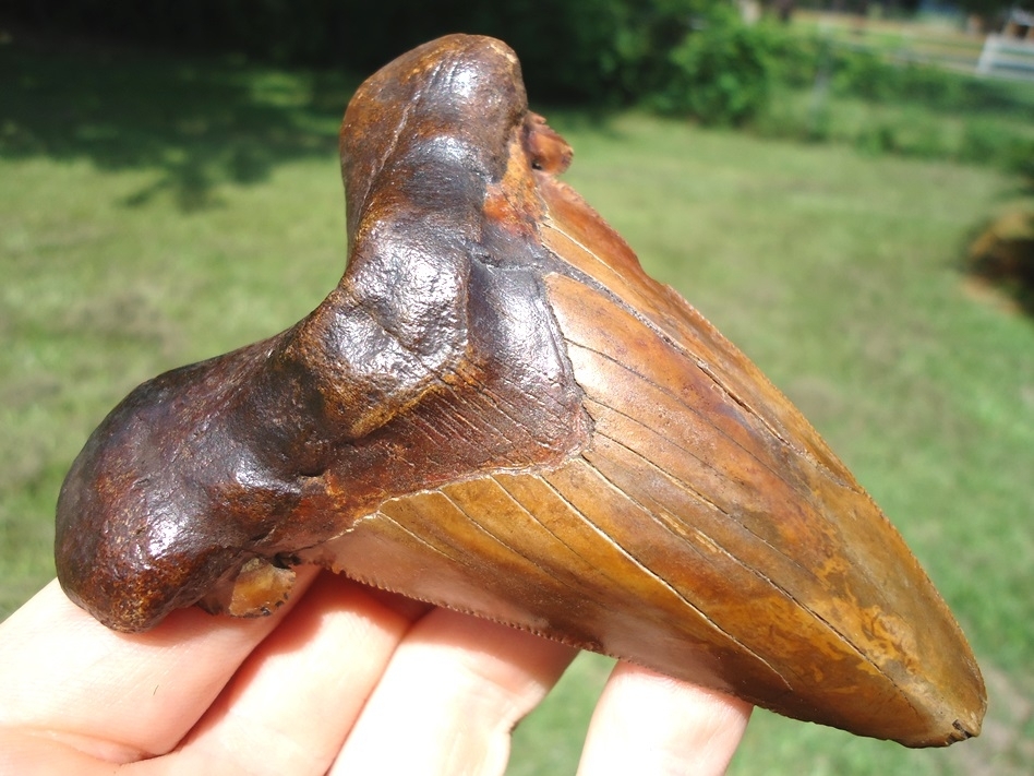 Large image 2 Monstrous 3.98' Orange Auriculatus Shark Tooth