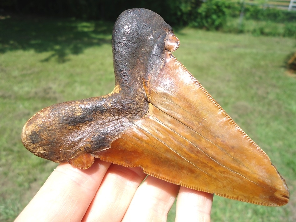 Large image 3 Monstrous 3.98' Orange Auriculatus Shark Tooth