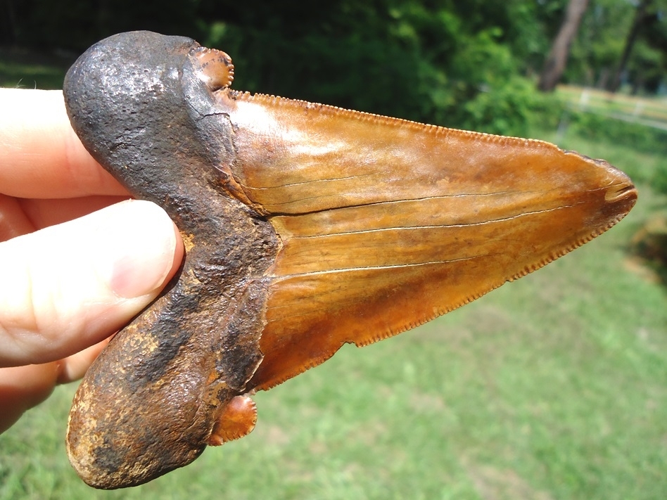 Large image 7 Monstrous 3.98' Orange Auriculatus Shark Tooth