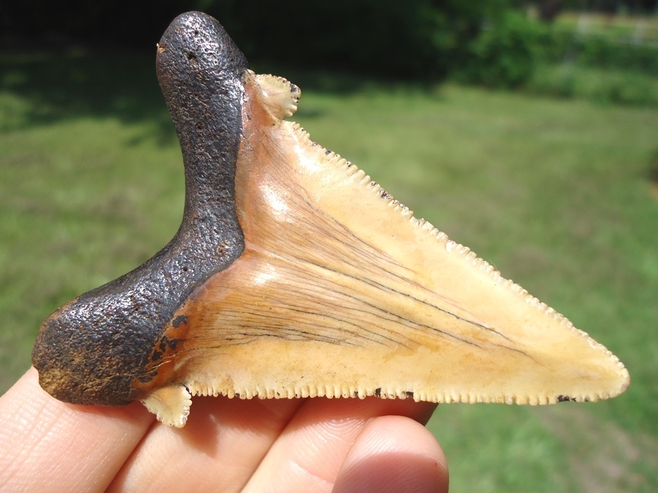 Large image 1 Stunning Yellow Auriculatus Shark Tooth