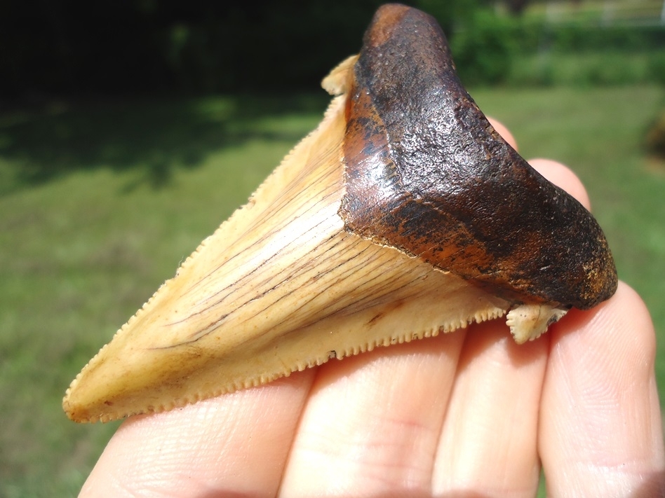 Large image 2 Stunning Yellow Auriculatus Shark Tooth