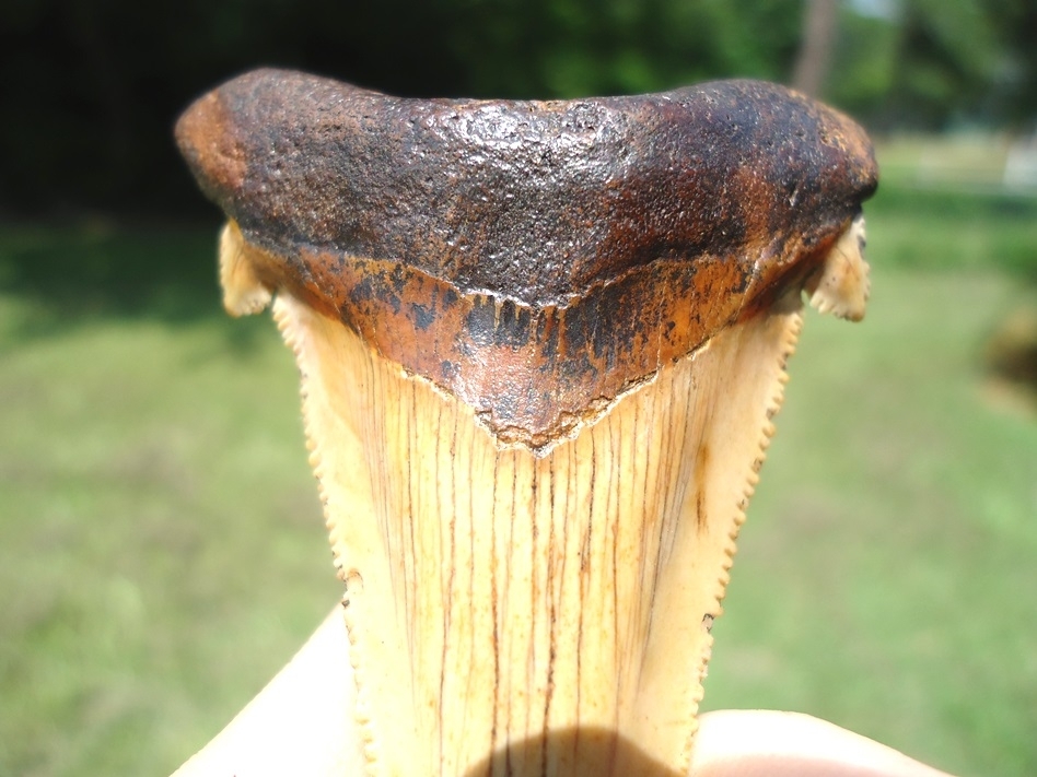 Large image 4 Stunning Yellow Auriculatus Shark Tooth