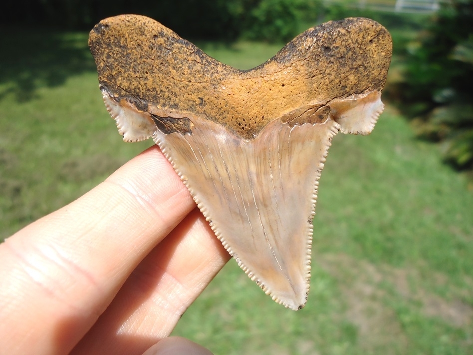 Large image 1 Awesome Beige & Pink Auriculatus Shark Tooth