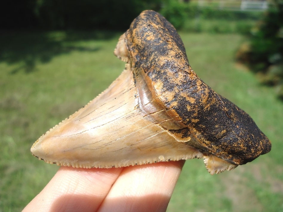 Large image 2 Awesome Beige & Pink Auriculatus Shark Tooth