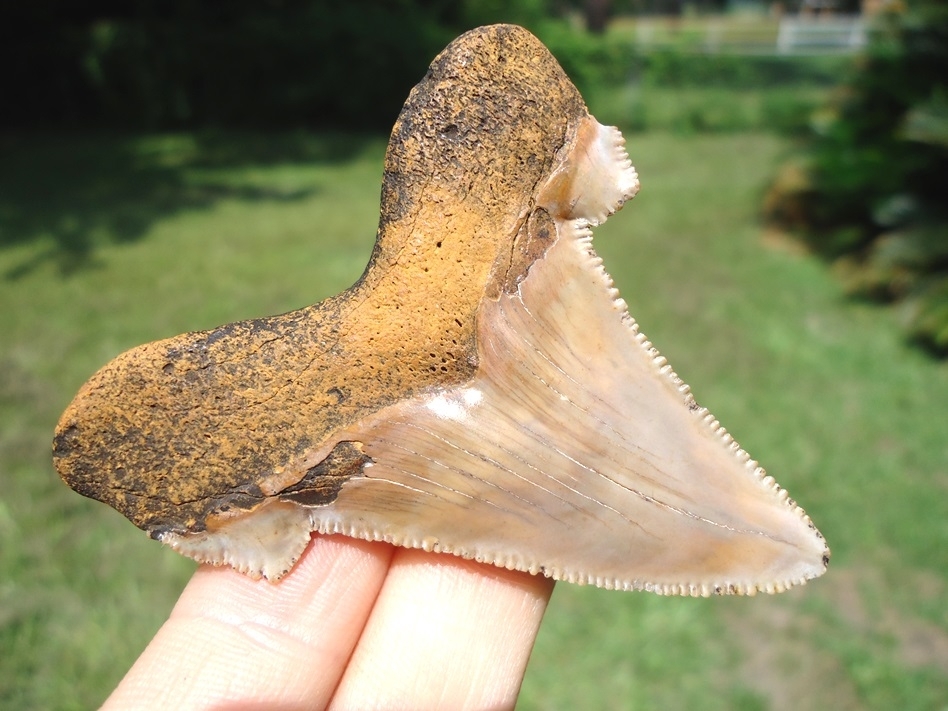 Large image 3 Awesome Beige & Pink Auriculatus Shark Tooth