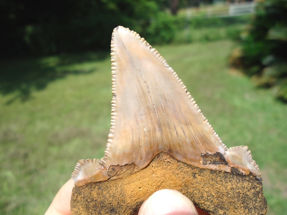 Large image 4 Awesome Beige & Pink Auriculatus Shark Tooth