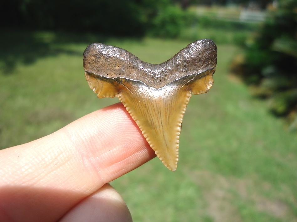 Large image 1 Gem Quality Baby Auriculatus Shark Tooth