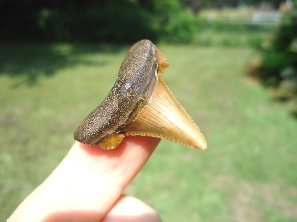 Large image 2 Gem Quality Baby Auriculatus Shark Tooth