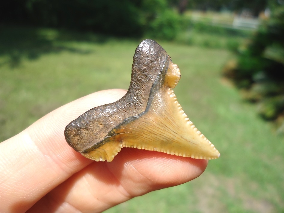 Large image 3 Gem Quality Baby Auriculatus Shark Tooth