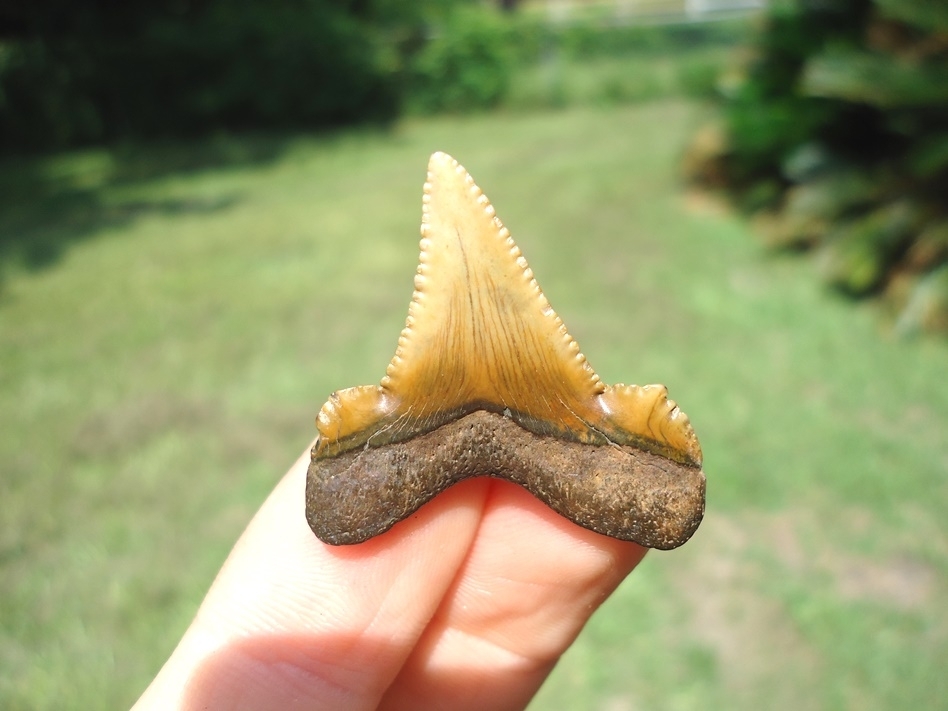 Large image 4 Gem Quality Baby Auriculatus Shark Tooth