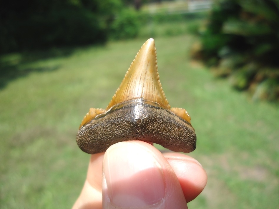 Large image 5 Gem Quality Baby Auriculatus Shark Tooth