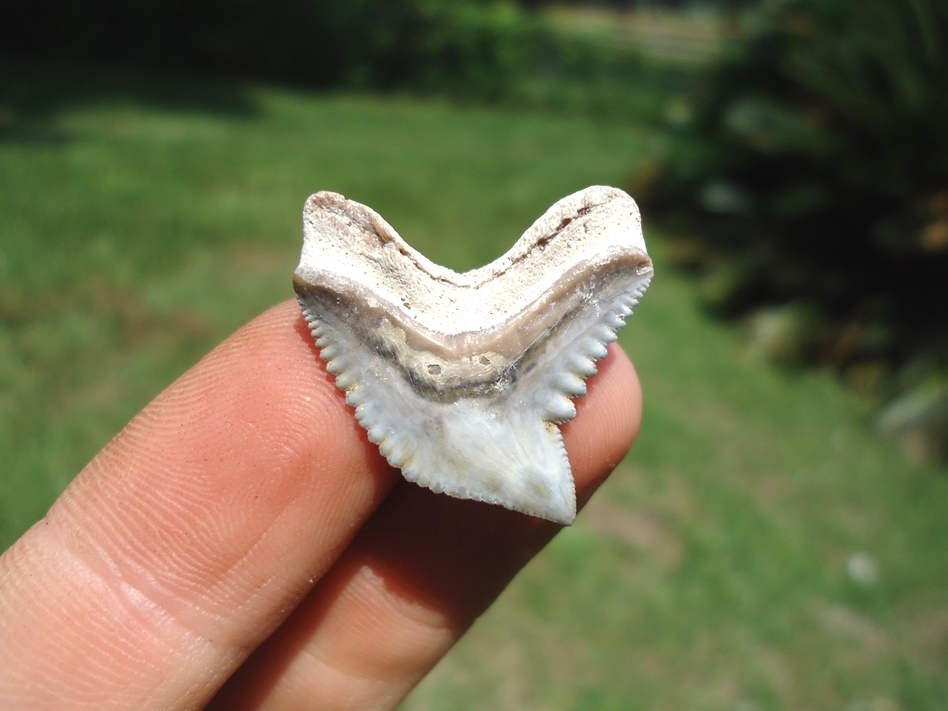 Large image 1 Top Quality Tiger Shark Tooth from Bone Valley