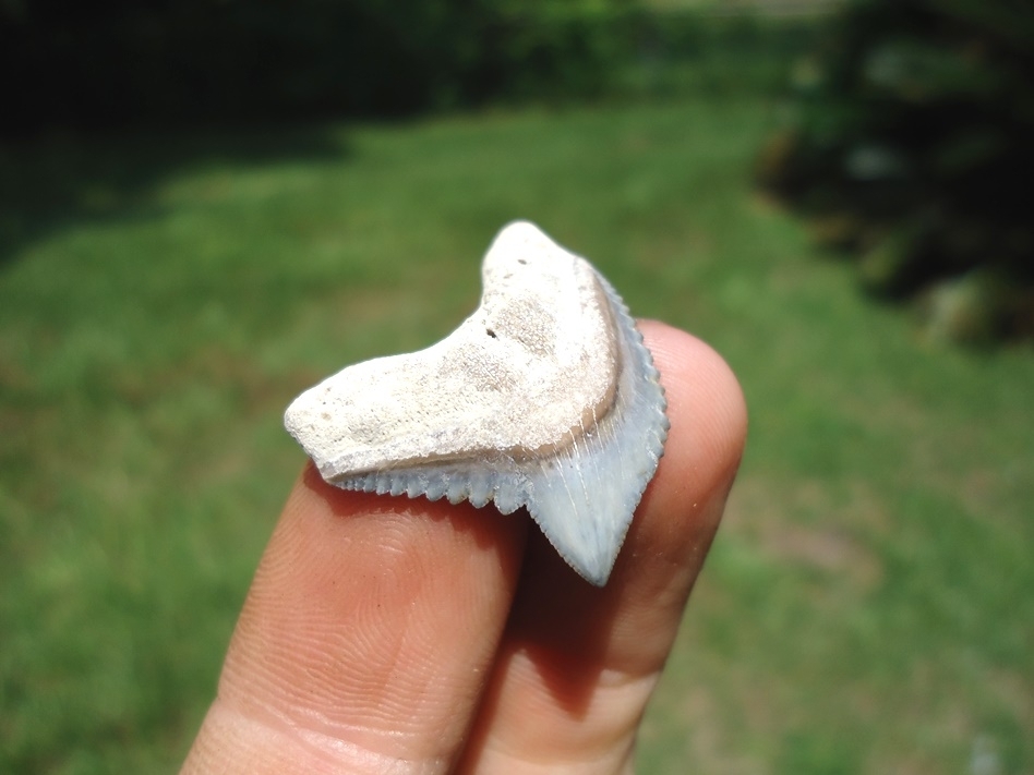 Large image 2 Top Quality Tiger Shark Tooth from Bone Valley