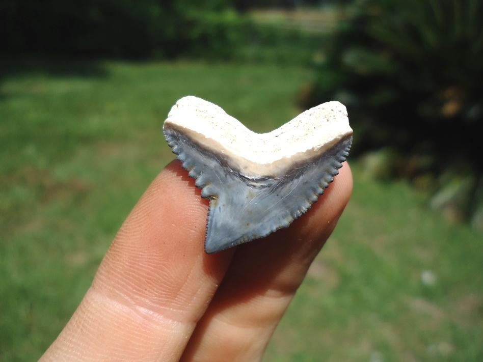 Large image 1 Top Quality Tiger Shark Tooth from Bone Valley