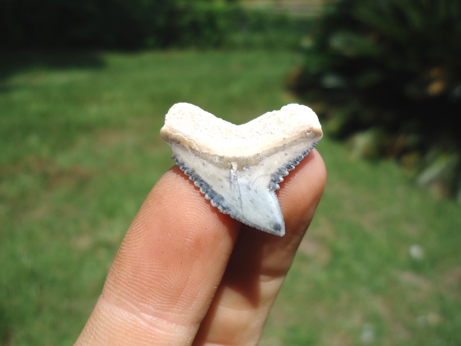 Large image 1 Top Quality Tiger Shark Tooth from Bone Valley