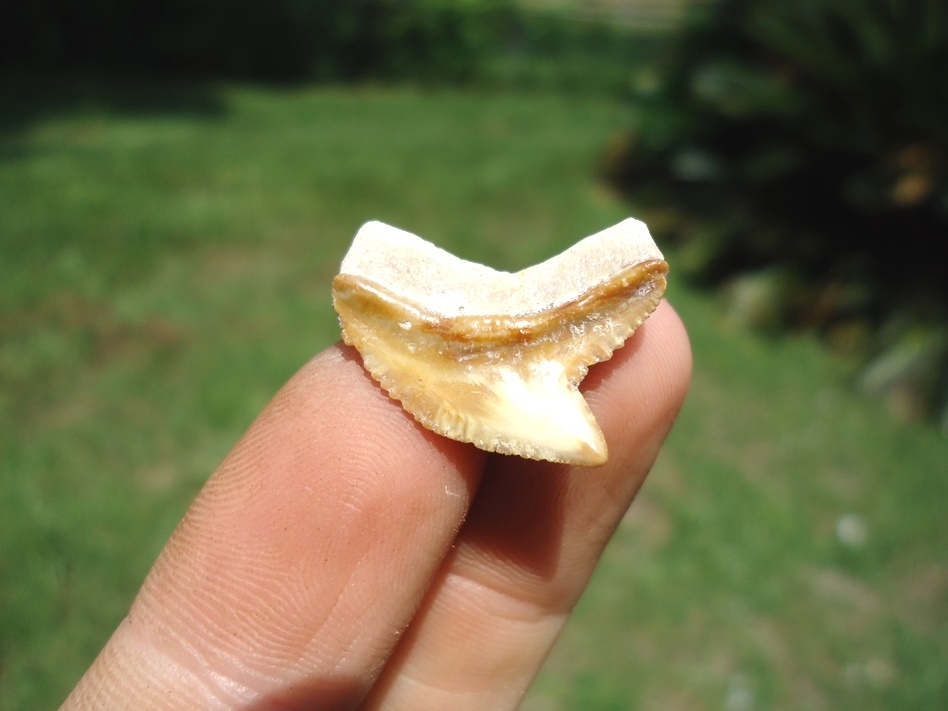 Large image 1 Top Quality Tiger Shark Tooth from Bone Valley