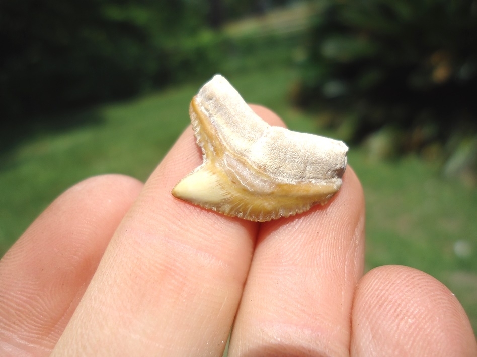 Large image 2 Top Quality Tiger Shark Tooth from Bone Valley