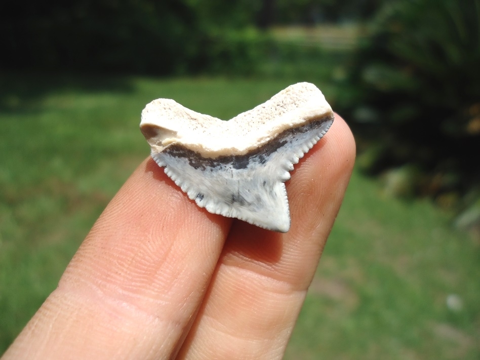 Large image 1 Top Quality Tiger Shark Tooth from Bone Valley