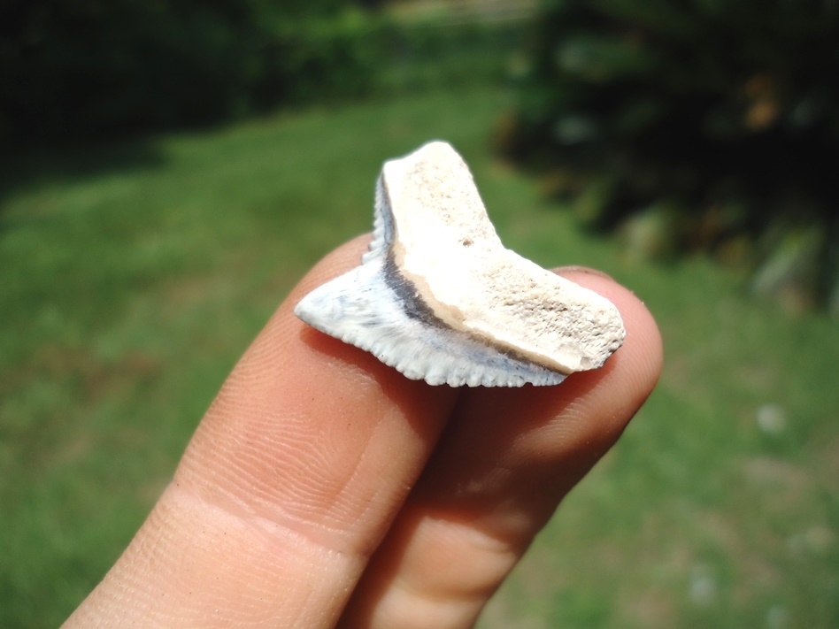 Large image 2 Top Quality Tiger Shark Tooth from Bone Valley